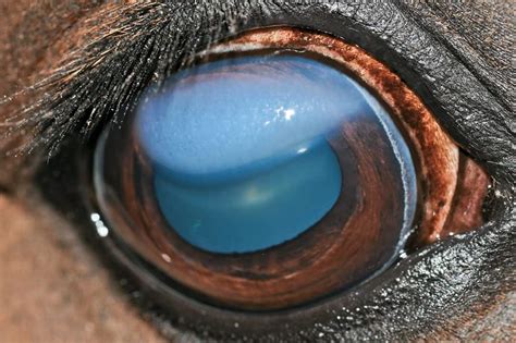 Foggy Vision Conditions That Can Cloud The Equine Cornea The Horse