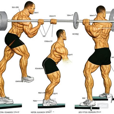 The Summary Of Strength Training Anatomy By Frederic Delavier By