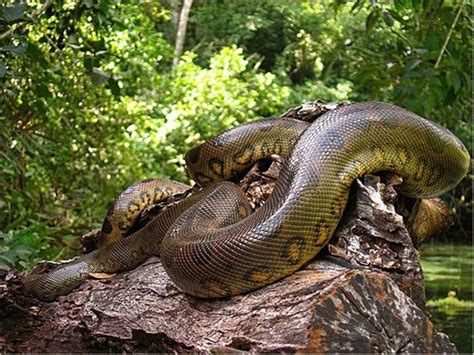 Anaconda Gigante In 2020 Anaconda Snake Amazon Rainforest Animals