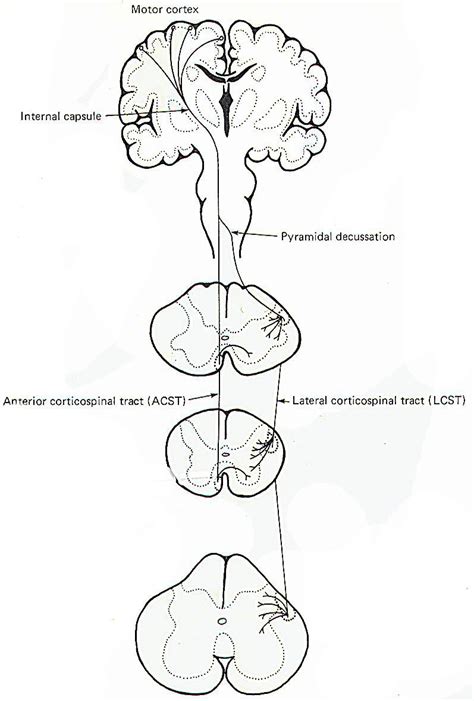 Spinal Cord Neurologyneeds