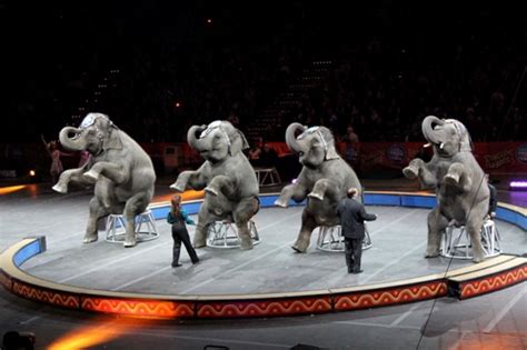 10 Facts About Circus Animals Fact File