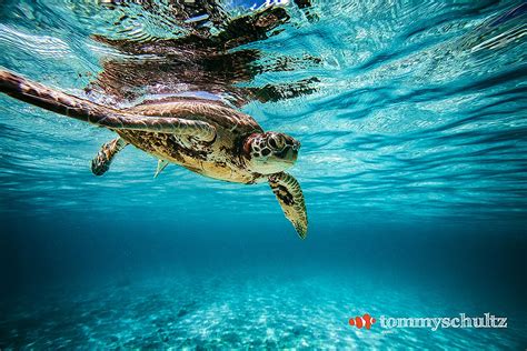 Top 25 Sea Turtle Photos Underwater Gallery