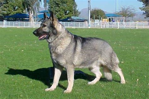 So i've spent a lot of money on tokotas recently and need to make back some points. Silver Sable German Shepherd | LARGE silver sable german ...