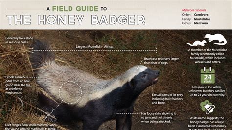 Honey Badger Infographic A Field Guide To The Honey