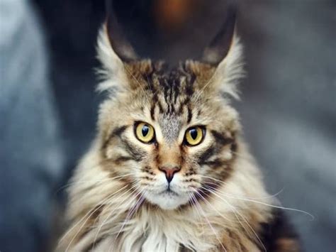 Among all cat breeds, maine coons are undoubtedly the largest. Maine Coon Cat Breed | Description and Traits of Maine ...