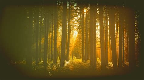 Wallpaper Sinar Matahari Pohon Hutan Malam Alam Langit Cabang
