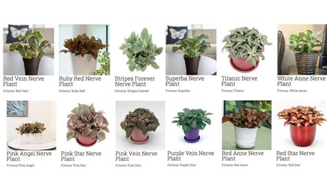 Identification Of House Plants By Pictures
