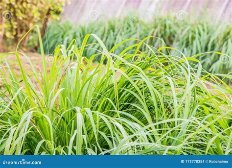 Background Of Vetiver Grass Stock Photo Image Of Garden Beauty
