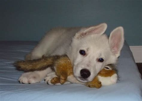 They give a loud and clear message about your dog, and you too! Baby White German Shepherd - our Greta at 7 weeks old ...