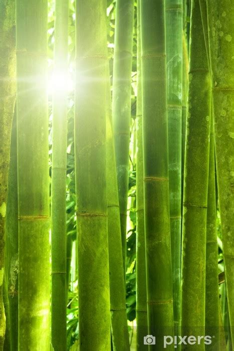 Fototapete Bamboo Forest Pixersde