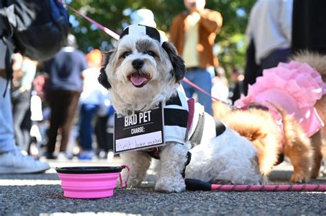 32nd Annual Tompkins Square Halloween Dog Parade In Photos