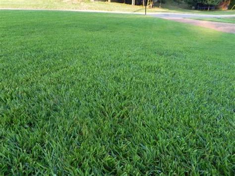 As long as your area receives regular rain, you can usually skip additional water. best Alabama grass: hybrid zoysia // Mike's uncle uses at the lake // green year round | Zoysia ...