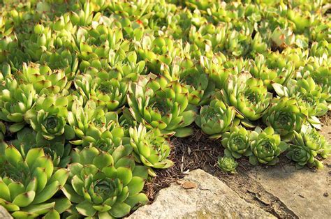 Tough Groundcovers That Thrive In Drought Shade And Other Difficult
