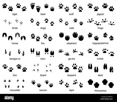 Set Of Footprints Of Wild Animals Illustration Of Black Silhouette