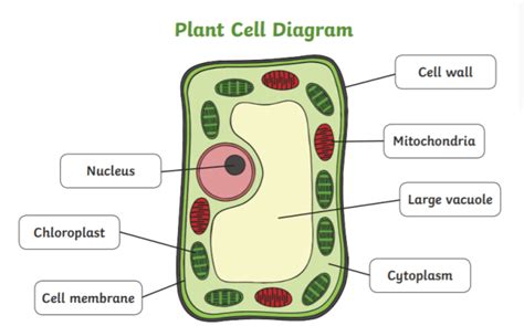 What Are Plant Cells Plant Cells Science Teaching Wiki