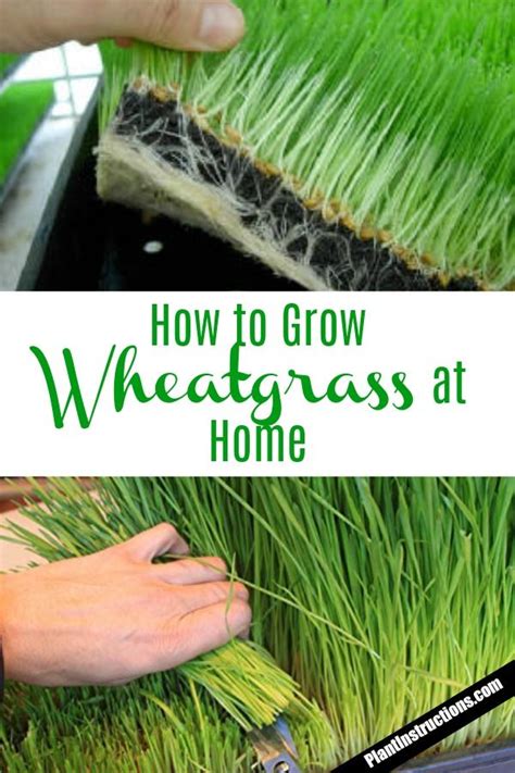 How To Grow Wheatgrass At Home Growing Wheat Grass Growing Wheat
