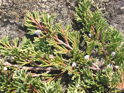 Juniperus Horizontalis Alchetron The Free Social Encyclopedia