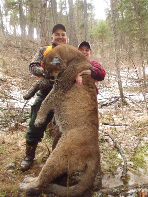 Best Montana Mountain Lion Hunts Montana Hunting Outfitter