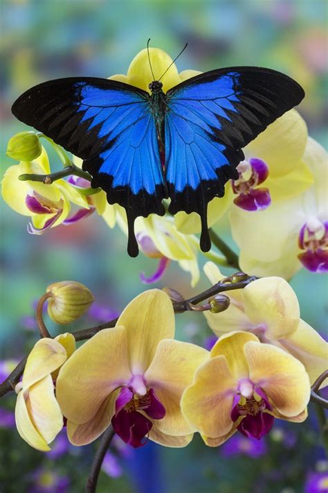 Mountain Blue Tropical Butterfly From Australia On Orchid Photography
