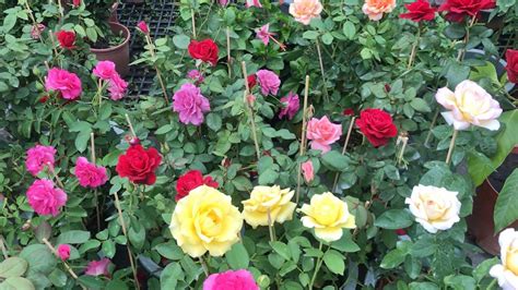 Jenis Jenis Bunga Mawar Aneka Warna Di Pot Rose Flower Youtube