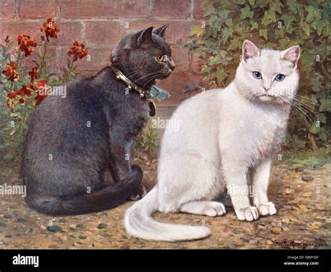 Domestic Shorthairs Hi Res Stock Photography And Images Alamy