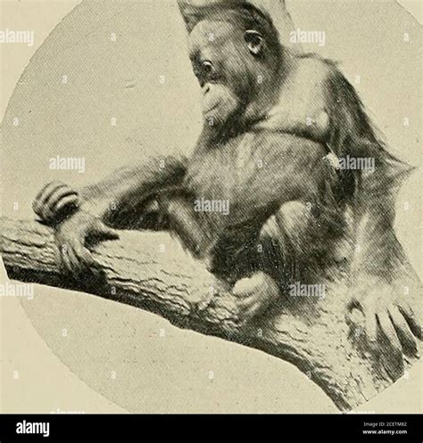 Animal Life And The World Of Nature A Magazine Of Natural History