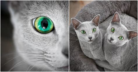 Meet Xafi And Auri Two Stunning Russian Blue Cats With Enthralling