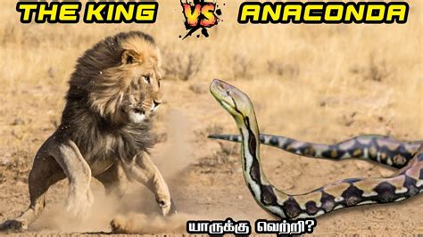 Lion Vs Anaconda In Tamil சிங்கம் Vs அனகொண்டா பாம்பு Savage Point