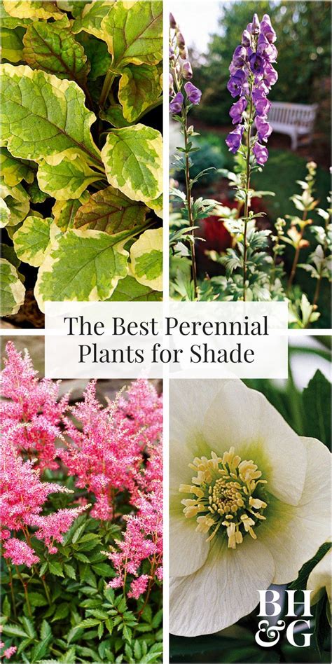 17 Perennials That Will Thrive In Shady Gardens Shade Loving