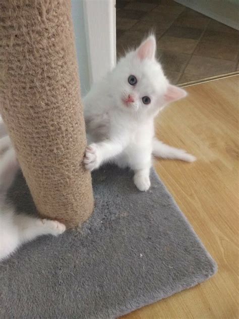 Ready to leave 27th may come from a clean and smoke free home. 2 very cute white kittens one fluffy one short haired £90 ...