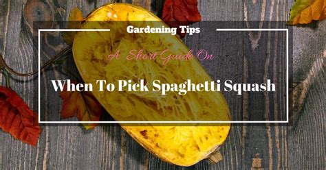 A Short Guide On When To Pick Spaghetti Squash