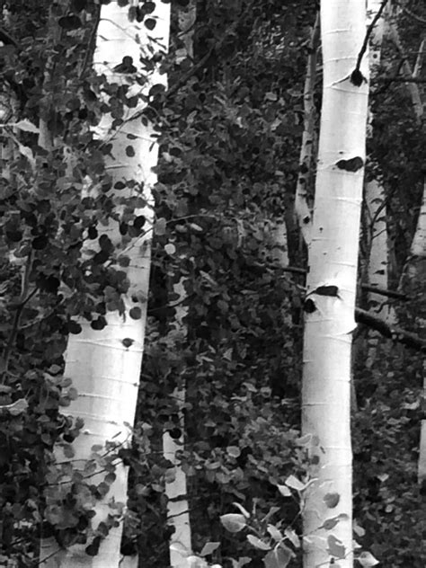 Aspens In This Moment Aspen Picture