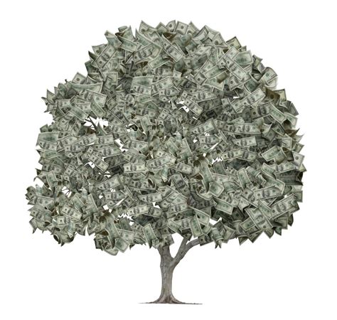 Its braided trunk brings an ornamental value to this plant. THEME FOR GREAT CITIES: The Truth About Money (Yet More ...