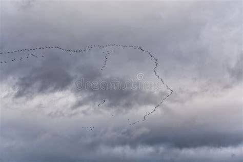Migratory Birds Flying In Formation Stock Image Image Of Cloud Duck
