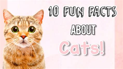 10 Fun Facts About Cats Youtube