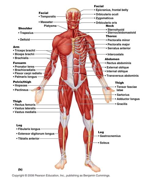 Human Muscle System Diagram Human Muscle Anatomy Human Body Muscles Human Muscular System