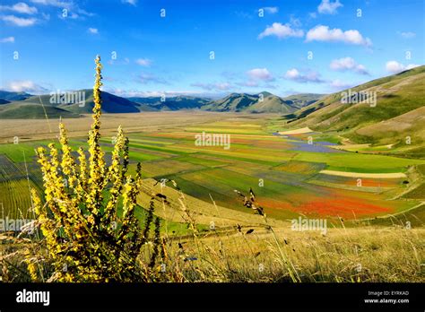 Italy Umbria Sibillini Mount National Park Flowered In Castelluccio Da