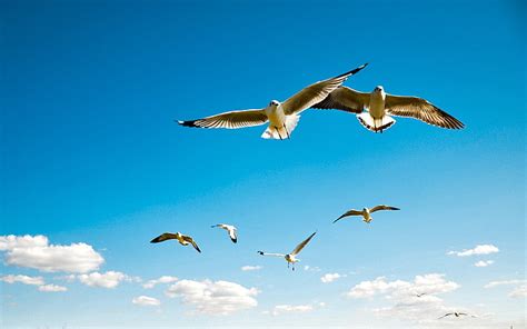 Hd Wallpaper Flock Of Seagulls Flying Above Large Body Of Water Bird