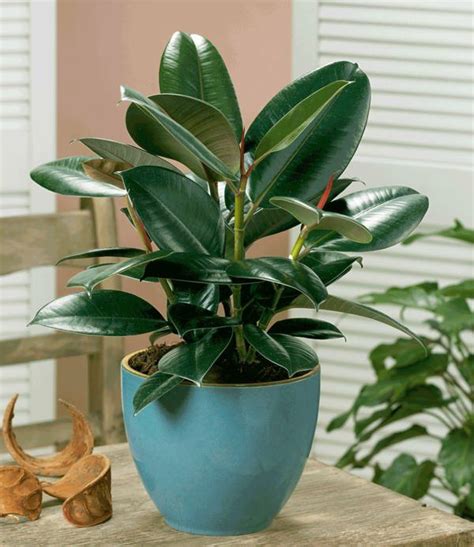 The burgundy rubber tree is a spectacular indoor plant with thick, glossy leaves that range from a rich burgundy red to almost black. 19 Best Houseplants You Can Grow without Care | Gardens ...