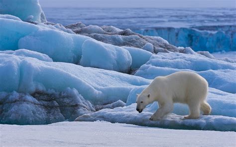 Polar Bear On The Pack Ice Along Spitsbergen Coast Svalbard Norway
