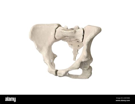 Huesos vertebrales inferiores fotografías e imágenes de alta resolución
