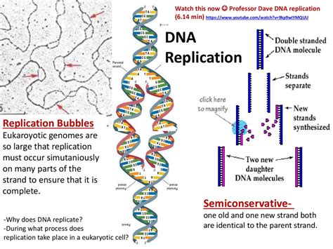 Dna Structure And Function Dna Structure The Discovery Structure And