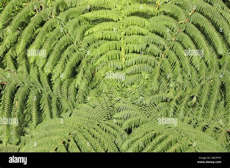 Tree Fern Aerial View Of Tree Fern Centre With Interlocking Fronds