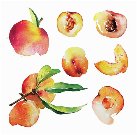Watercolor Painting Of Fresh Peaches Painting By Ikon Images