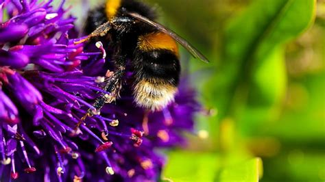 Hd Wallpaper Bee Flower Wallpaper Flare