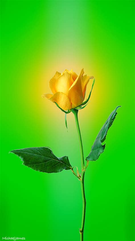 1920x1080px 1080p Free Download Yellow Rose Flower Flowers Green