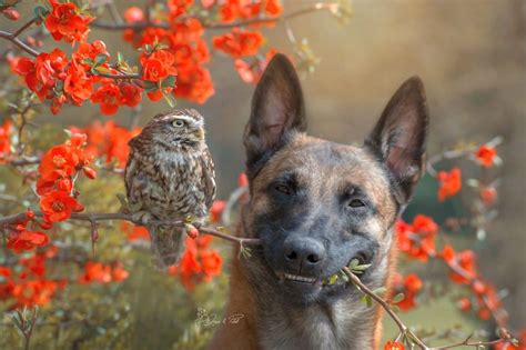 40 Incredible Photos Of Ingo The Dog And His Owl Friend That Will Melt