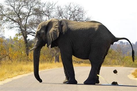 A Bush Toilet Animals Save The Elephants Elephant