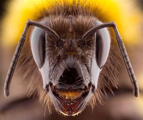 This Is A Bees Face Under Magnification You Cannot Diagnose And Treat