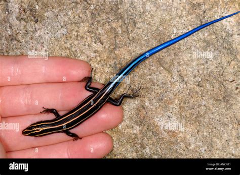 Five Lined Skink Eumeces Fasciatus On A Person S Hand Stock Photo Alamy